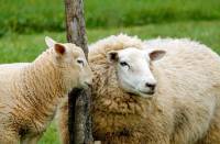 sheep-1320940_1280